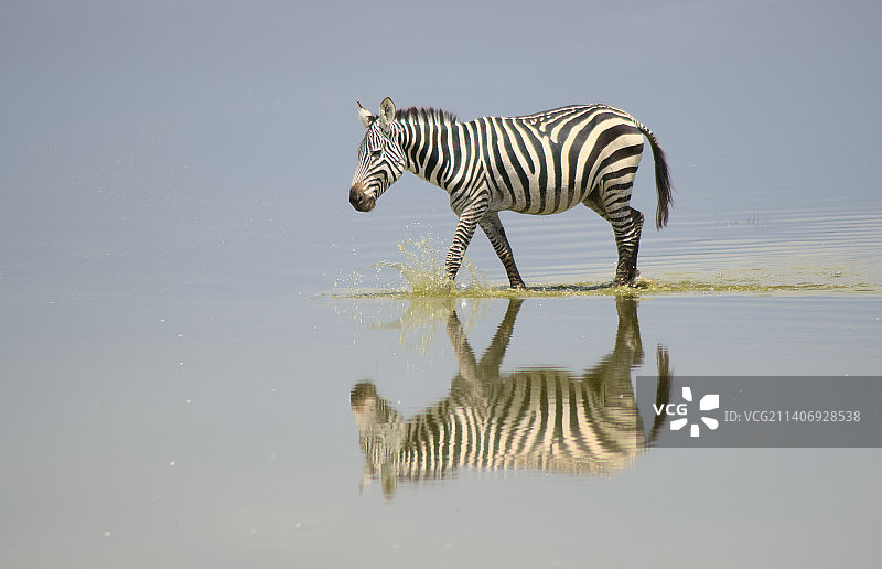 平原斑马在水中行走，侧面图片素材