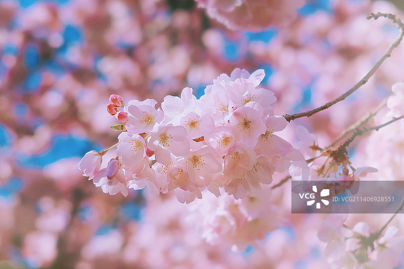 粉色樱花的特写图片素材