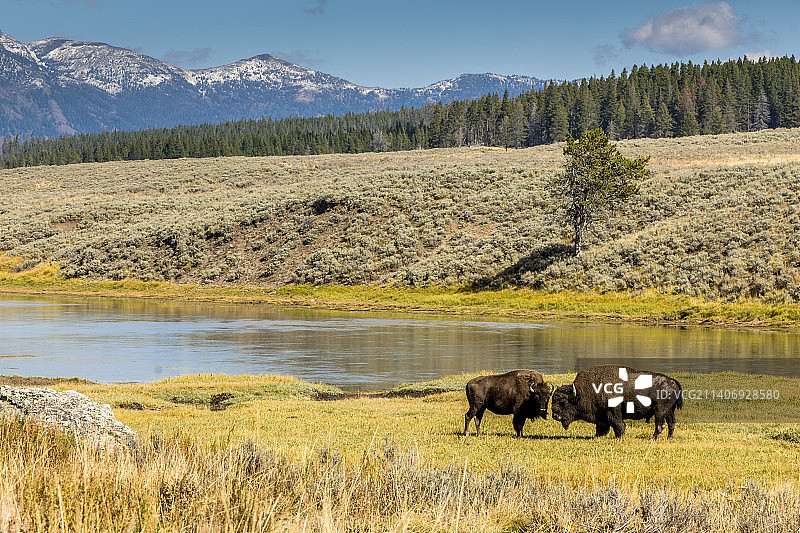 美国黄石国家公园内一群野生动物在白天自然放牧的完整画面图片素材