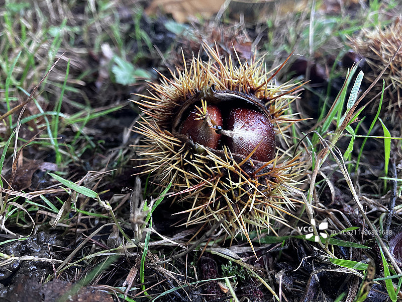 田野上的干燥蓟的特写图片素材
