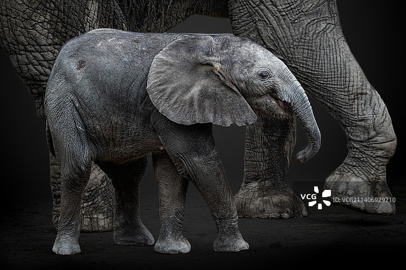 白天在野外放牧的一群野生动物的特写图片素材