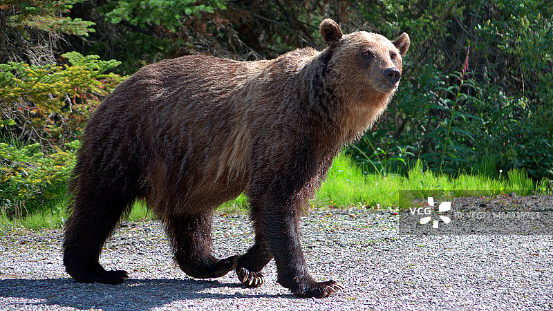 白天野外棕熊全景视图图片素材