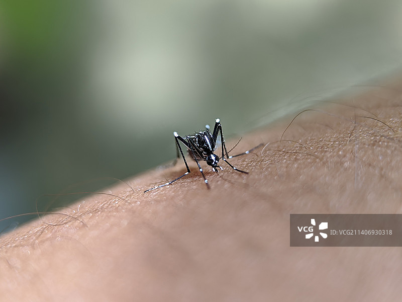 手上的昆虫特写图片素材