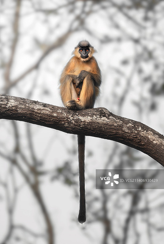 坐在树枝上的长尾叶猴的低角度视图图片素材