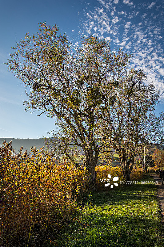 法国拉蒂伊的田野树木景观图片素材