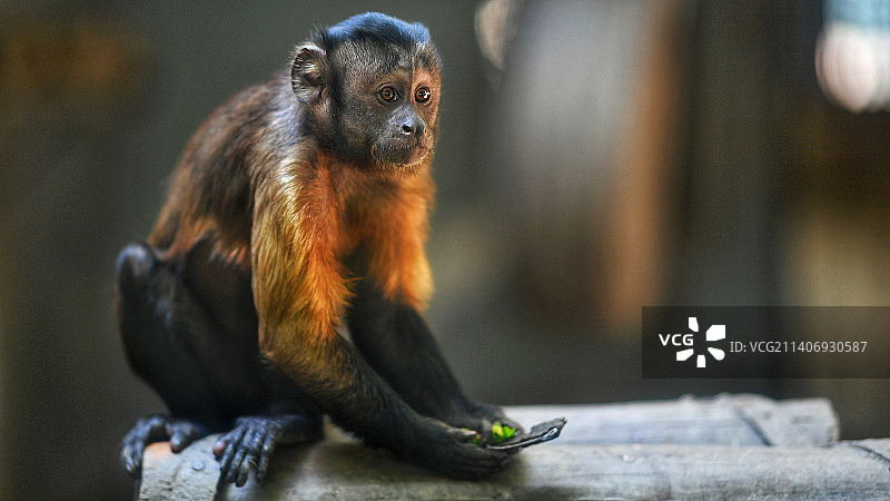 坐在木头上的卷尾猴特写图片素材