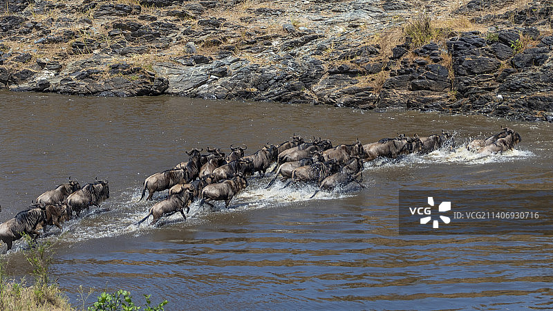 湖中角马奔腾的高角度视图图片素材