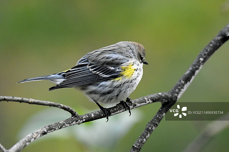 近距离拍摄栖息在树枝上的莺，美国新罕布什尔州图片素材