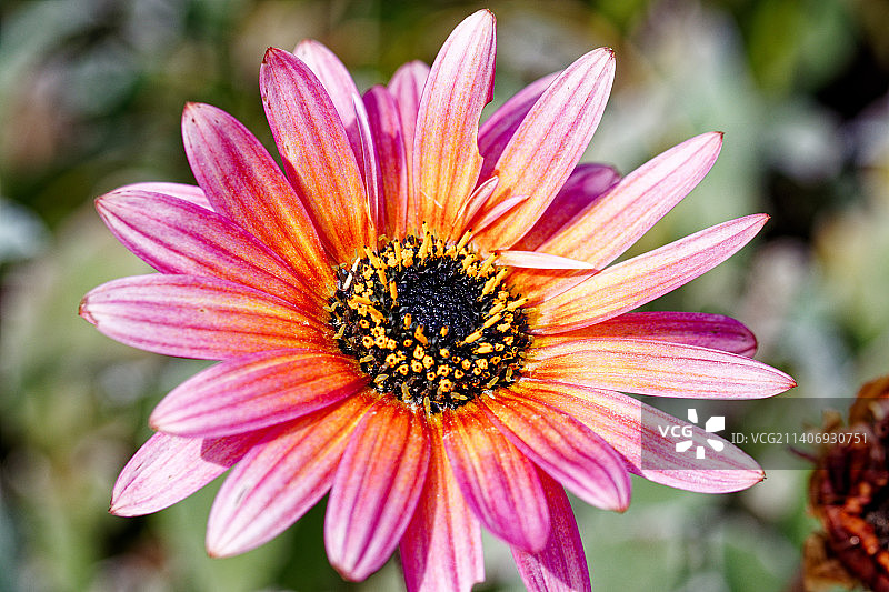 粉色花朵特写，新西兰达尼丁图片素材