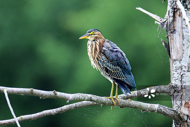 苍鹭栖息在树枝上的特写图片素材