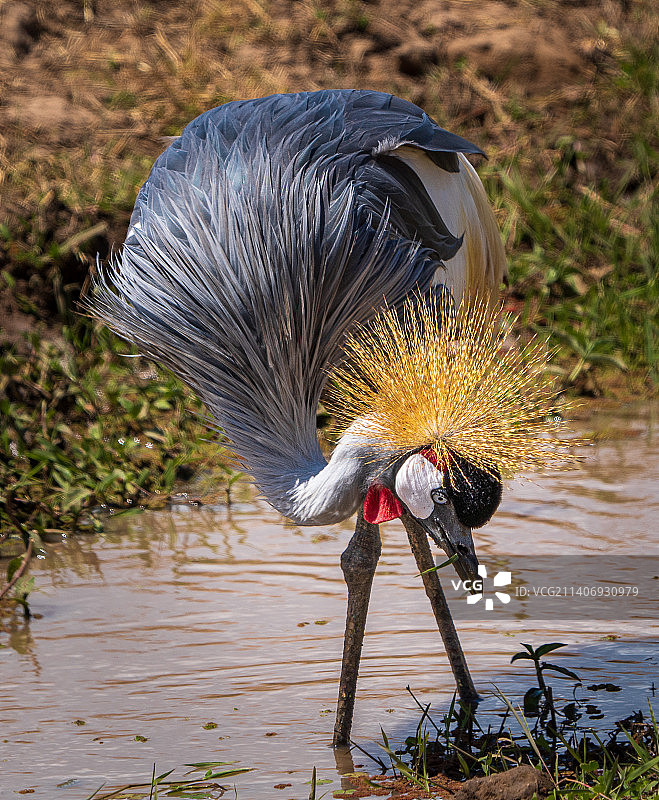灰冠鹤栖息在树枝上的特写，坦桑尼亚图片素材