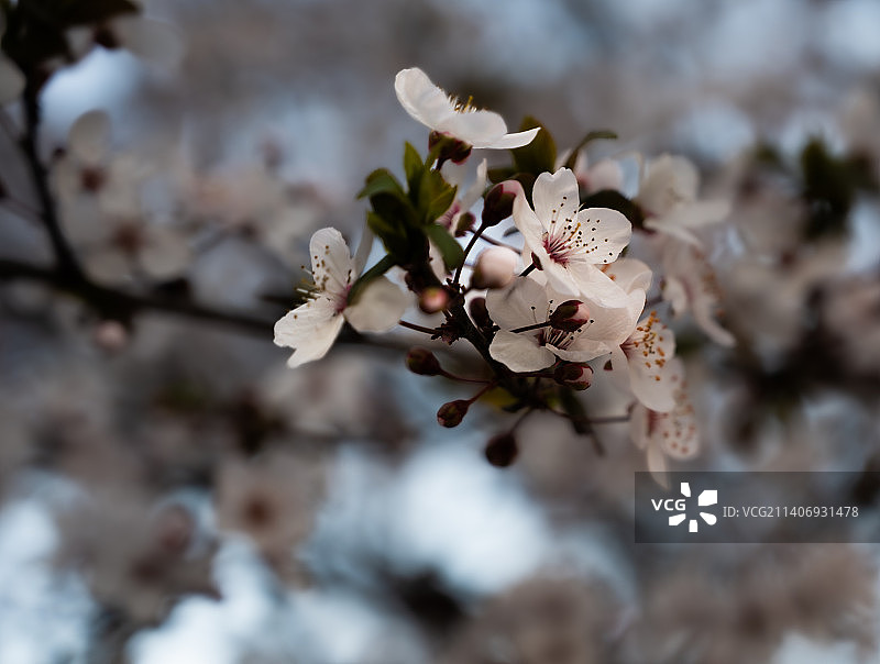 阿根廷拉潘帕 General Pico 的春季樱花特写图片素材