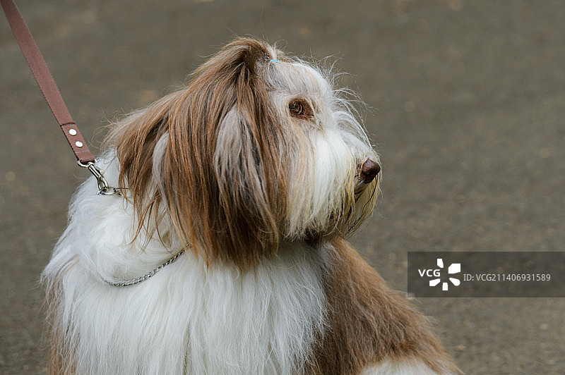 路上胡须牧羊犬的特写图片素材