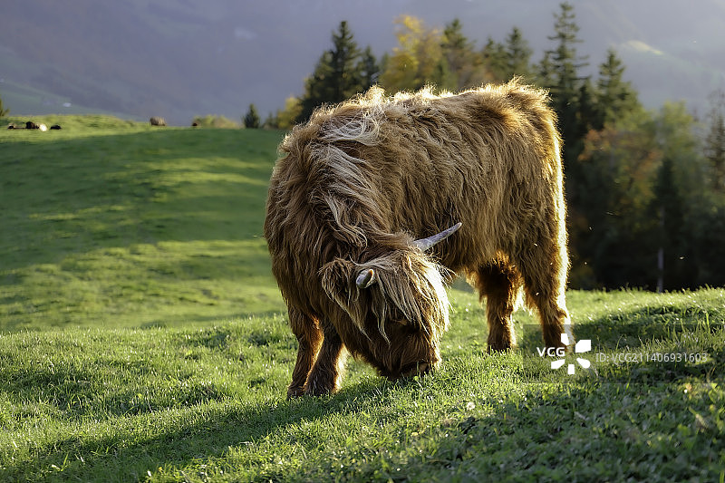 瑞士阿彭策尔野生动物群自然放牧全画幅照片图片素材