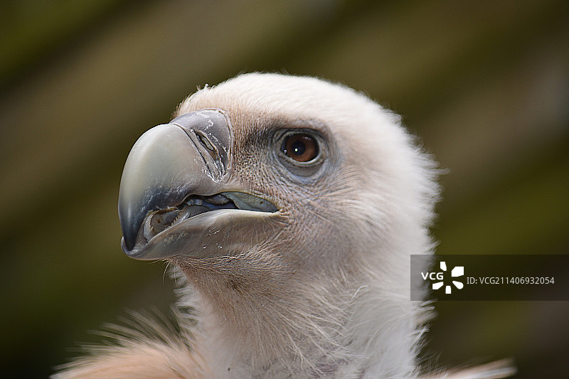 特写的鹰图片素材