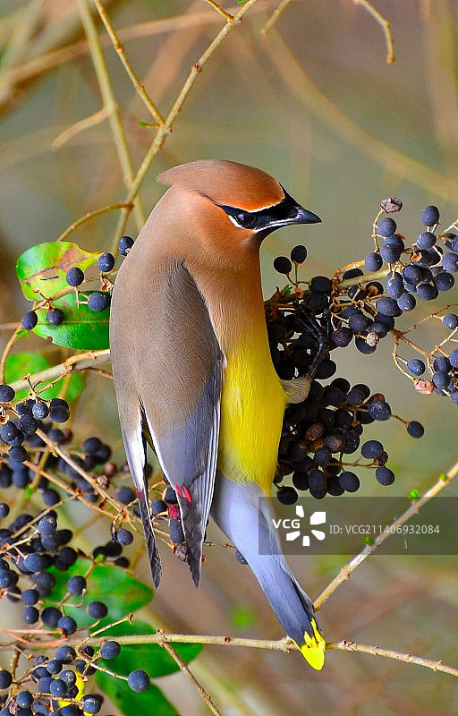 小蜡嘴雀栖息在树枝上的特写，印度尼西亚楠榜图片素材