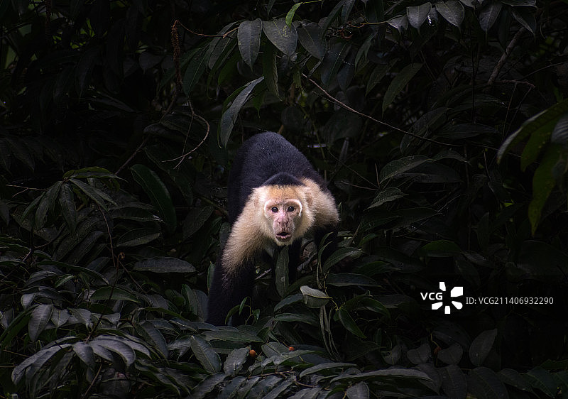 坐在树上的白卷尾猴的肖像图片素材