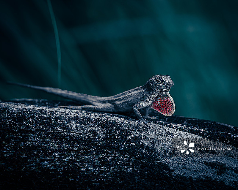 变色蜥蜴在岩石上特写，美国夏威夷图片素材