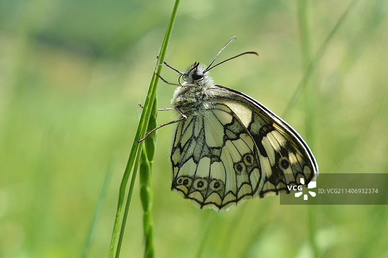 树叶上的蝴蝶特写图片素材