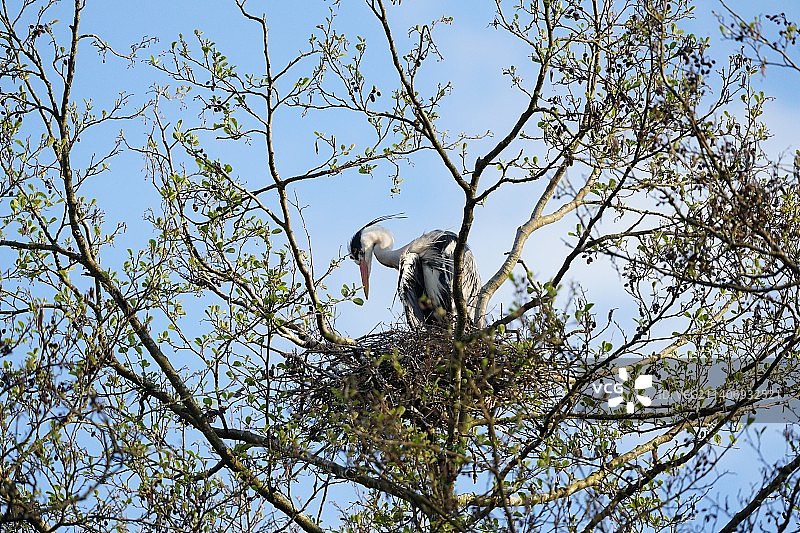 苍鹭巢穴，埃希特纳赫，卢森堡图片素材