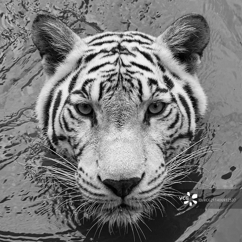 泰国宋卡府白虎高角度肖像图片素材