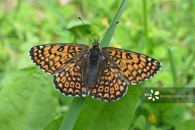 蝴蝶为花朵授粉的特写图片素材