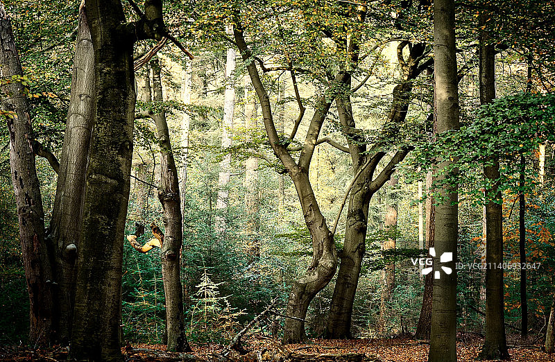 清晨的自然之美图片素材