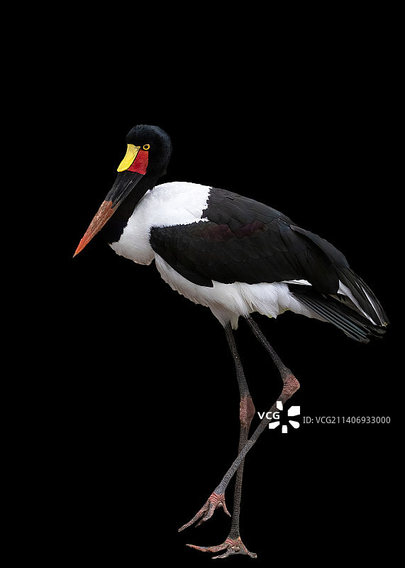 黑色背景下，鹳栖息的特写图片素材