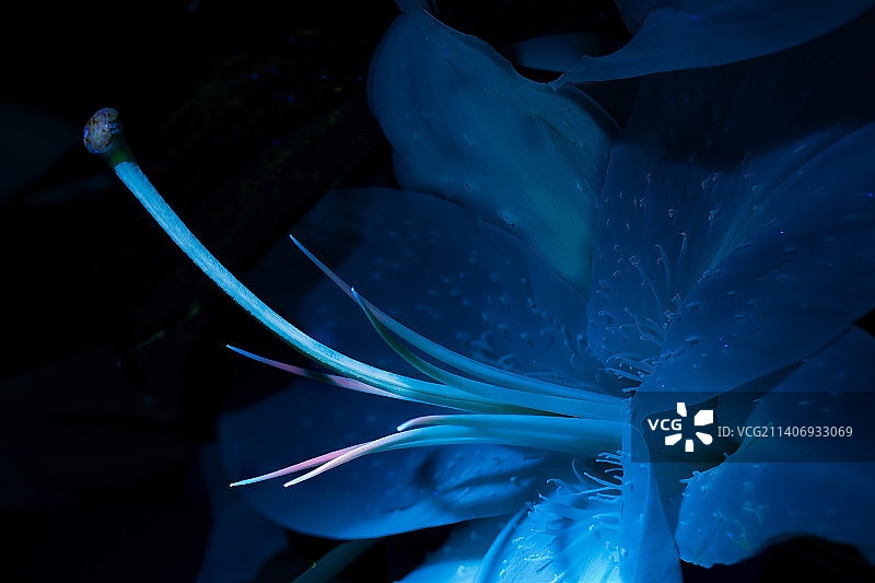 蓝色百合花照明特写图片素材