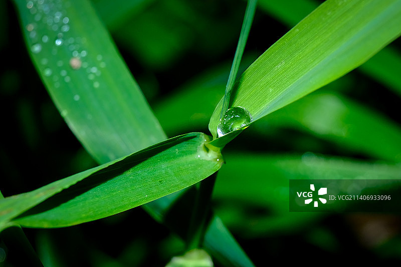 花卉细节微距摄影，背景虚化，德国雷德尼茨亨巴赫图片素材
