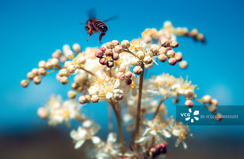 蓝天下花朵上的昆虫特写图片素材
