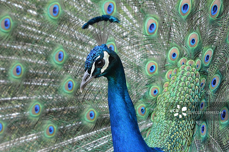 雌孔雀特写图片素材