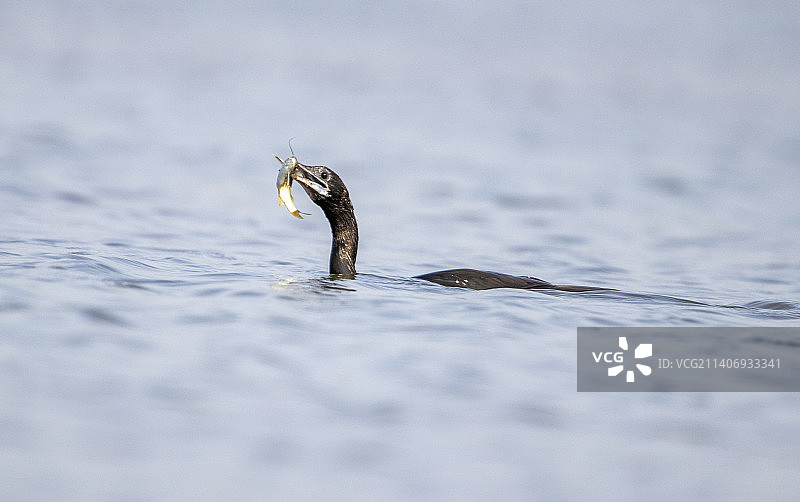 湖中游泳的鸬鹚特写图片素材