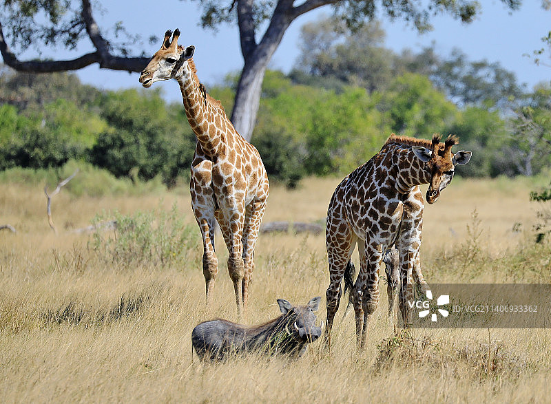 白天在野外放牧的一群野生动物的特写图片素材