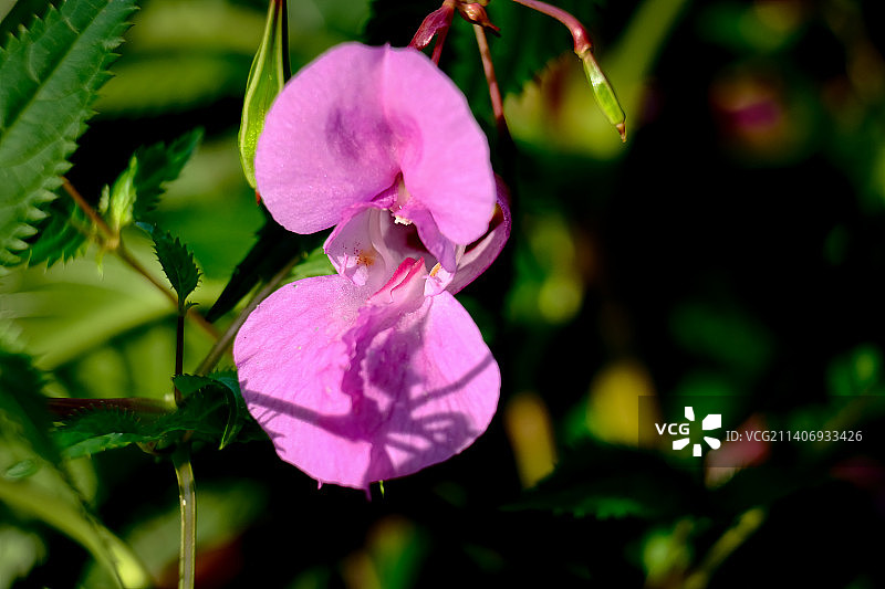 花卉细节微距摄影，背景虚化，德国雷德尼茨亨巴赫图片素材