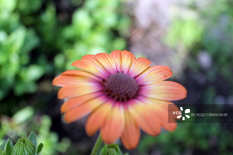 橙色花朵特写，新西兰图片素材