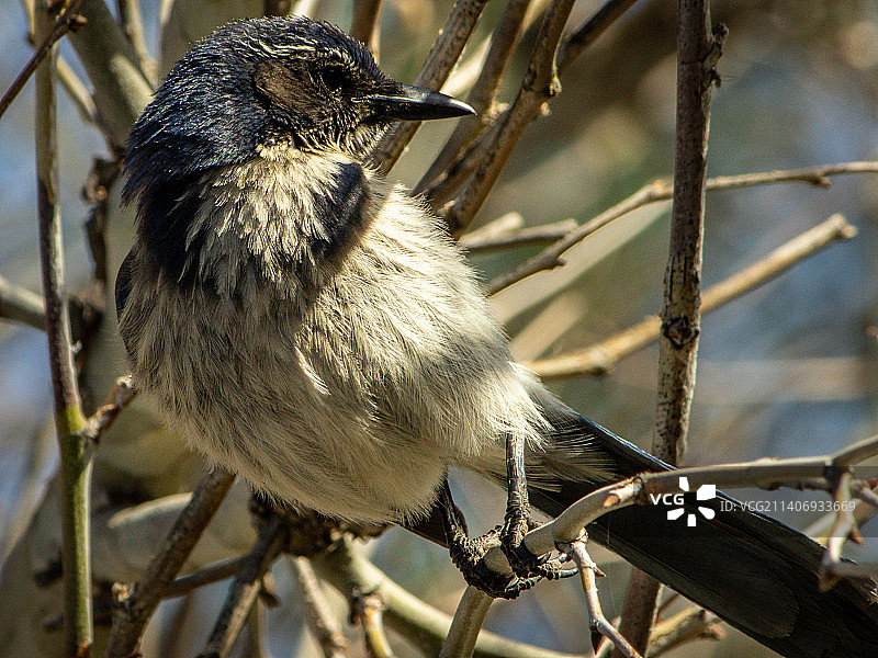 美国加利福尼亚州特哈查比树枝上的鸣禽特写图片素材