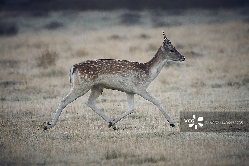 英国布拉德盖特公园中陆地上行走的黇鹿侧视图图片素材