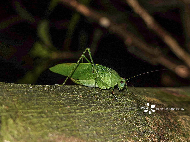 叶子上蚱蜢的特写，日本青木原图片素材