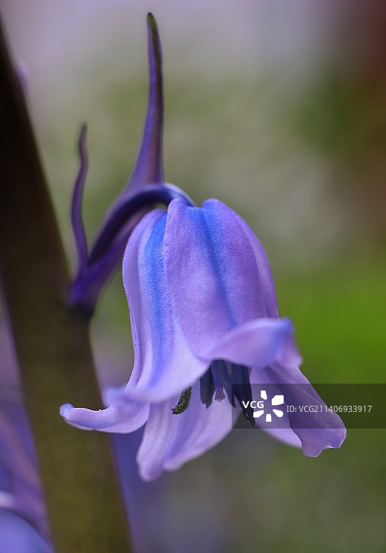 紫色开花植物的特写图片素材