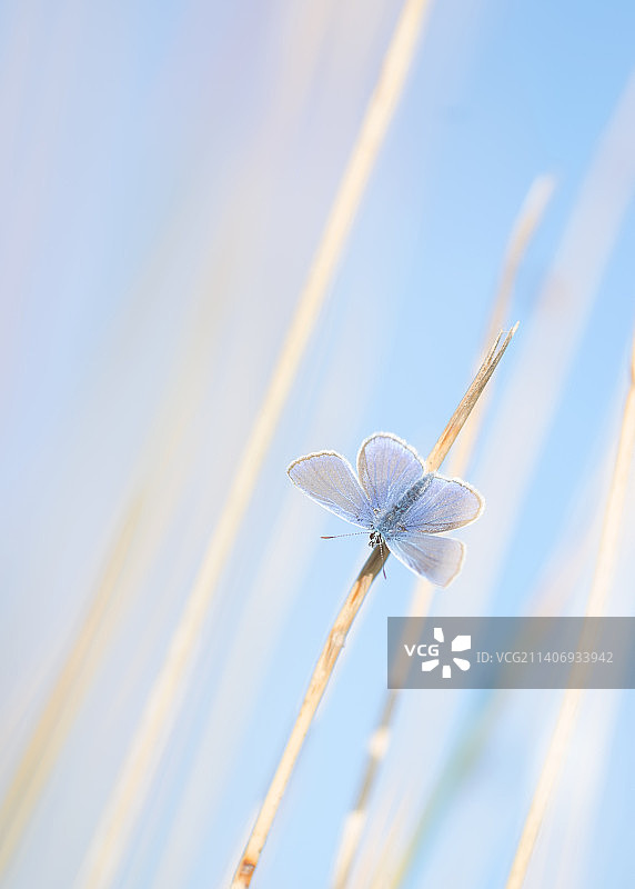 西班牙加泰罗尼亚，植物上的蝴蝶特写图片素材