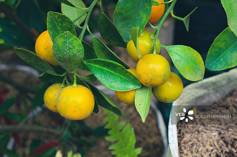 印尼的橘色新鲜柑橘图片素材