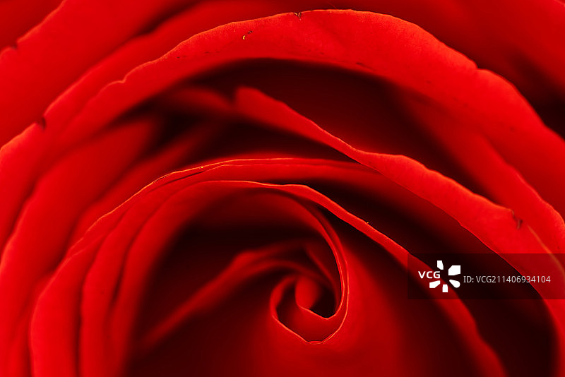 红色玫瑰花图片素材