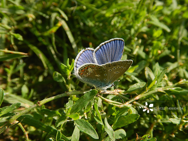 植物上的蝴蝶特写，奥地利图片素材