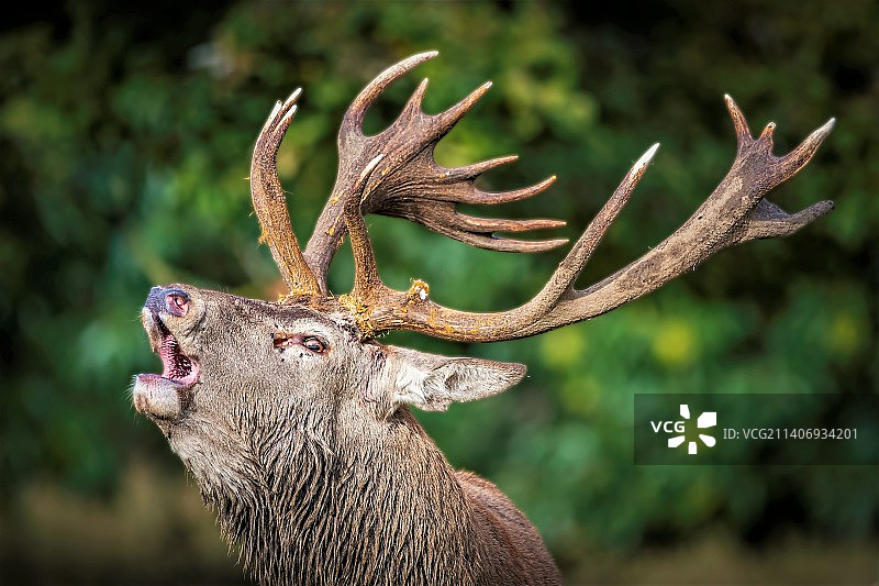 田野上站立的红色鹿特写图片素材