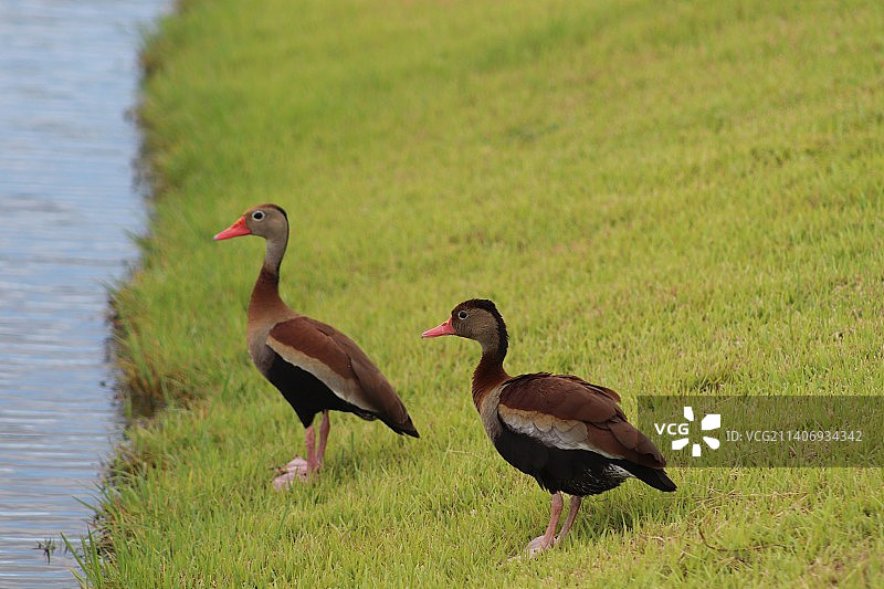 绿地上的两只鸭子图片素材