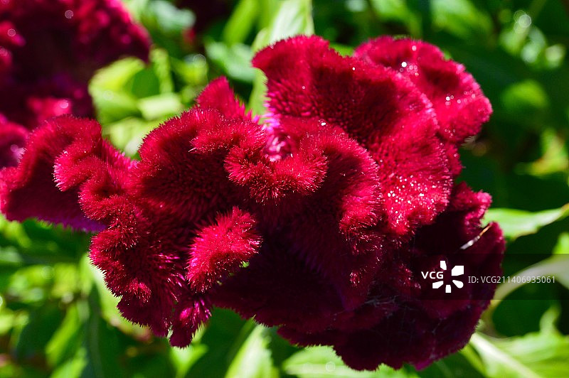 红玫瑰的特写图片素材