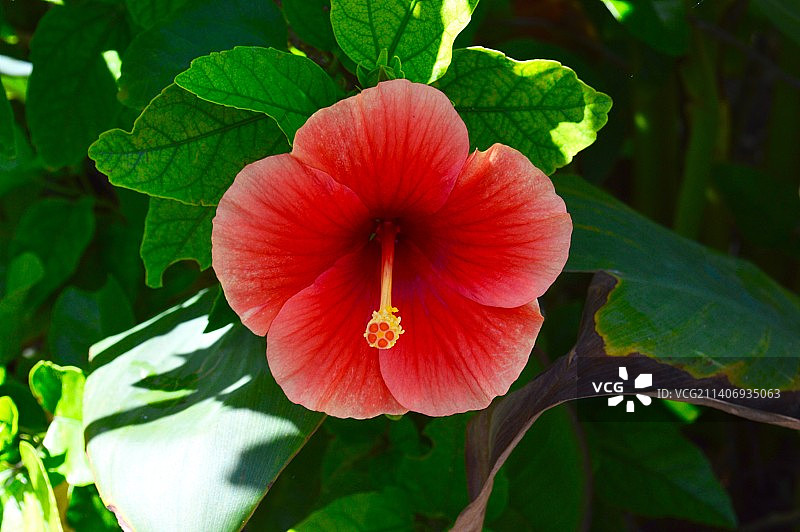 红色芙蓉花的特写图片素材