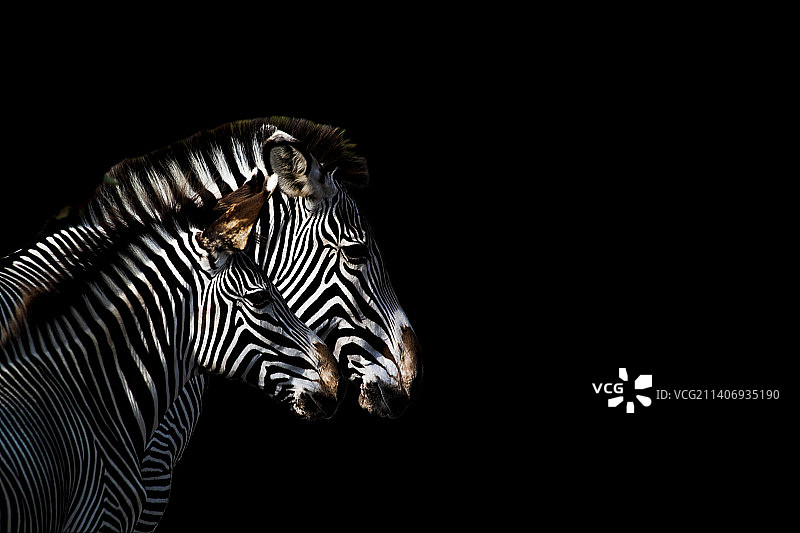 英国马韦尔动物园的草原斑马特写图片素材