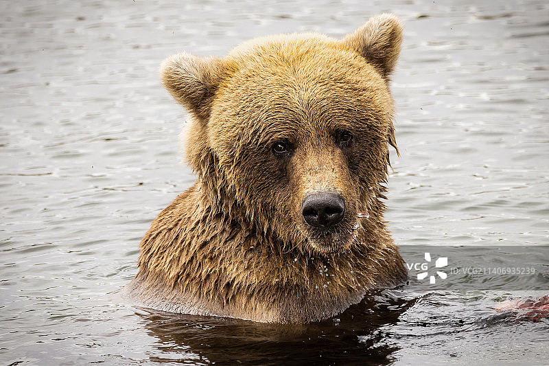 棕色灰熊在湖中特写，卡特迈国家公园及自然保护区，美国图片素材